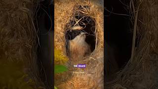 Penduline Bird Nest science sciencefacts facts shorts [upl. by Ettenrahs]