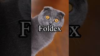 Foldex [upl. by Acirtal]