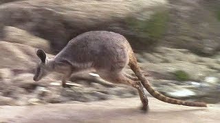 飛び跳ねるシマオイワワラビー （多摩動物公園）Jumping Wallaby [upl. by Ennaj]