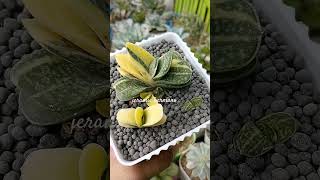 Beautiful variegation of gasteriaplants gasteria shorts shortvideo [upl. by Ilegna739]