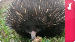 Bindi amp Robert Irwin feature  Echidnas Three foot and Co  Growing Up Wild [upl. by Docia917]