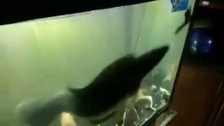 SNAKEHEAD BREAKS FISHTANK [upl. by Wivinia]