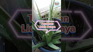 Tanaman Lidah Buaya  Obat Perawatan Rambut [upl. by Aryad]