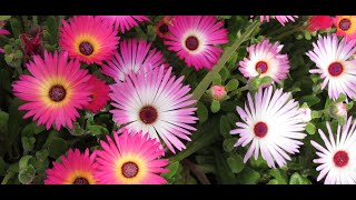 Repotting Livingstone Daisy  Buck Bay vygieMiddagsblomstMesembryanthemum crini [upl. by Nashbar]