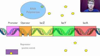 Gene Regulation [upl. by Daly]