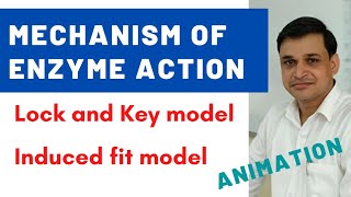 Mechanism of enzyme action  Lock and key model  Induced fit model [upl. by Atauqal]