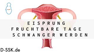 Eisprung  Fruchtbare Tage  Schwanger werden ✪ DSSKde [upl. by Ihsorih]