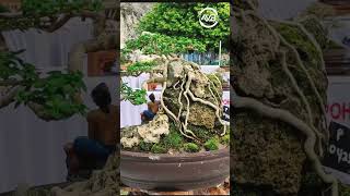 BONSAI MAME ON THE ROCK 1 [upl. by Colpin261]