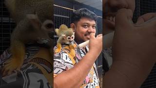 Squirrel monkey 🐒eanth cute aanean ariyotravellingmambos petslover monkey trending arm food [upl. by Romain164]