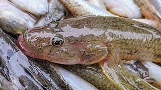 সেই রকম ঘুল্সা টেঙ্গরা😱 Exploring Bangladeshs Largest Fish Market [upl. by Naxor]