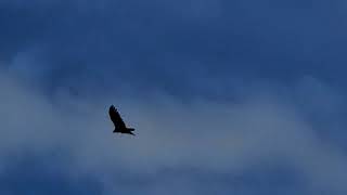 Red Tail Hawk in flight [upl. by Anihsat302]