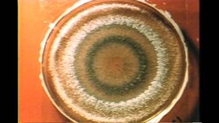 70 Trichoderma Growth Rings [upl. by Neelloj264]