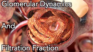 Renal Physiology  Glomerular dynamics amp Filtration Fraction  MADE EASY [upl. by Aima]