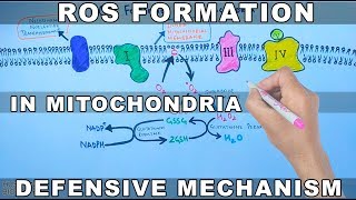 ROS Formation in Mitochondria and Defensive Mechanism [upl. by Yoccm]