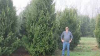 Trim a Spruce tree and a pine tree Trimming 101 [upl. by Kopans]