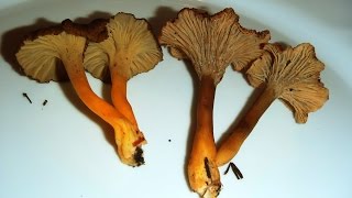 Diferencias cantharellus lutescens y cantharellus tubaeformis [upl. by Cordelia]