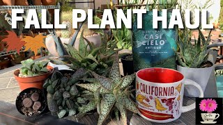 Collective Fall Plant Haul 2021  Succulents [upl. by Alysoun]