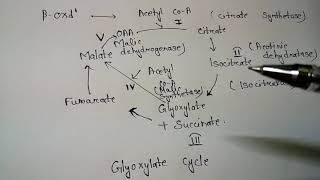 Glyoxylate cycle Unit 1 CSIR NET [upl. by Annaitat]