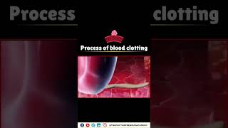 How Your Body Stops Bleeding The Incredible Blood Clotting Process Explained 🩸💪 [upl. by Haikezeh]