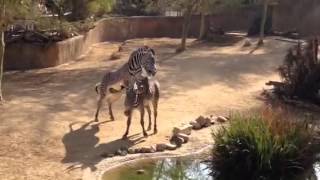 Zebra mating at LA Zoo [upl. by Enyrehtac]