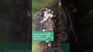 Beauveria bassiana is a fantastic fungus [upl. by Hortensa767]