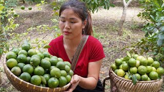 Growing peanuts for the new crop and Picking lemons Going to the market to sell  My daily life [upl. by Eitak]