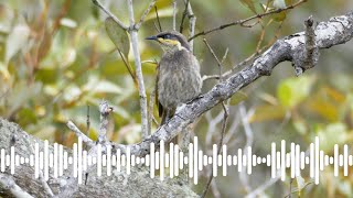 Mangrove Honeyeater Call  Australian Bird Sounds amp Songs [upl. by Okechuku]