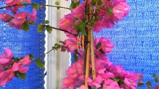 Indoor Tropical Plants Overwintering The Bougainvillea Phalaenopsis and Oncidium Sharry Baby [upl. by Minoru]