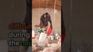 Heat a redoubtable enemy for poultry farmers agribusinesstv [upl. by Rand]