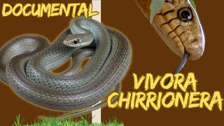 La serpiente más RAPIDA de Mexico y América  la VIVORA CHIRRIONERA😰 corto documental [upl. by Fitz]