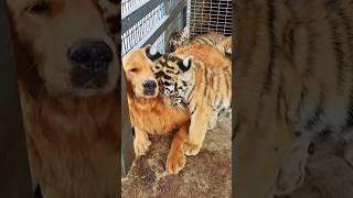 The most dangerous and safest golden retrievers animals shortvideo dog tiger [upl. by Hourigan441]