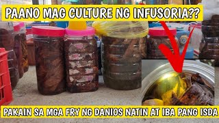 Paano mag culture ng infusoria [upl. by Herwig]