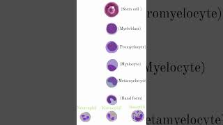 Granulocytes amp agranulocytes medical science trending viralshort youtube [upl. by Rowan366]