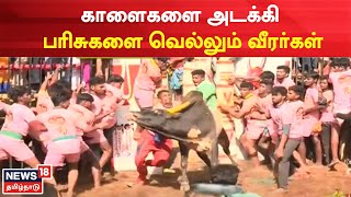 Avaniyapuram Jallikattu  காளைகளை அடக்கி பரிசுகளை வெல்லும் வீரர்கள்  Madurai  Pongal 2023 [upl. by Clemence]