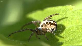 Eichblatt Radspinne Aculepeira ceropegia [upl. by Bass]