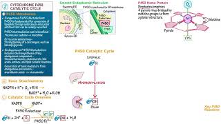 Cytochrome P450 Catalytic Cycle [upl. by Aydin]