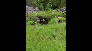 Moose in a Pond Gunflint Trail Grand Marais MN [upl. by Lula]