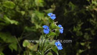 Commelina tuberosa or paludosa at wildfimsindia Jababrkhet monsoon misty mountains [upl. by Ligetti]