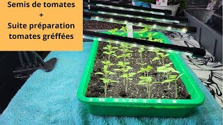 Semis de tomates  suite préparation tomates greffées 🍅🍅🍅 [upl. by Ramedlaw]