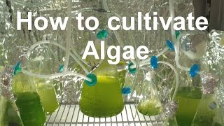 How to Grow Algae with high yield [upl. by Oregolac339]