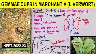 What is Gemmae in Marchantia Liverwort  Plant Kingdom Class 11 in Hindi  NEET 2022  2023 [upl. by Nerti403]