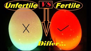 How to check if an egg is Fertile or Infertile  Candle Light Test For Fertile And infertile Eggs [upl. by Surat]