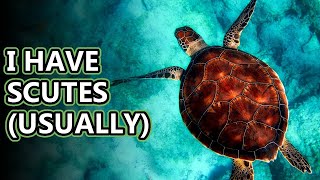 Sea Turtle facts Do you know every species  Animal Fact Files [upl. by Zeph]