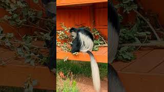 Colobus monkey with browse in the walkthrough enclosure at London Zoo [upl. by Idarb]