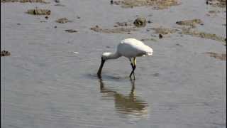 クロツラヘラサギBlackfaced Spoonbill quotJ16quot 2013Mar09漫湖 その1 [upl. by Behnken724]