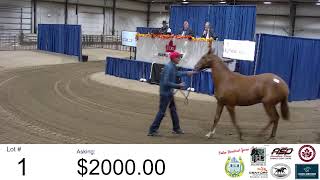 Sept 20  CTHS Alberta Division Thoroughbred Sale  Red Deer AB [upl. by Ahsi]