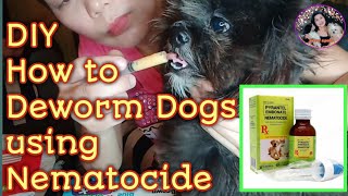 How to Deworm Dogs ShihTzu Using Nematocide jenny apelo [upl. by Anyrtak211]