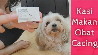 Cara memberi Obat Cacing pada Anjing Shihtzu [upl. by Katlaps]