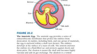 Reptiles the First Amniotes Cladistic interpretation of Amniotes [upl. by Emirac]