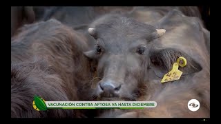 Segundo ciclo de vacunación contra la fiebre aftosa y brucelosis bovina en Colombia La Finca de Hoy [upl. by Jedd]